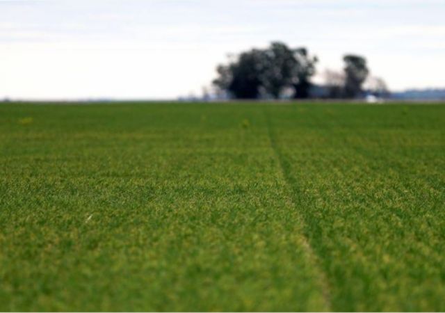 Lluvias detienen deterioro de trigo de Argentina, heladas pasan a ser amenaza