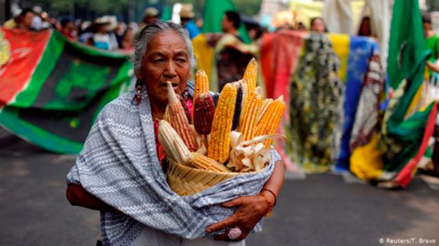 Ecologistas piden prohibir maíz transgénico en México