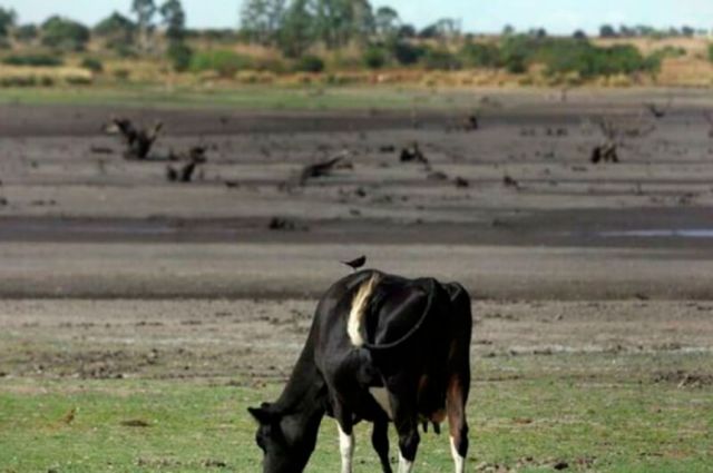 Uruguay declara estado de emergencia agropecuaria