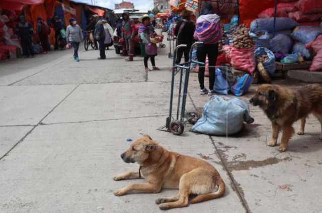 En Cochabamba hay unos 30 mil canes callejeros 