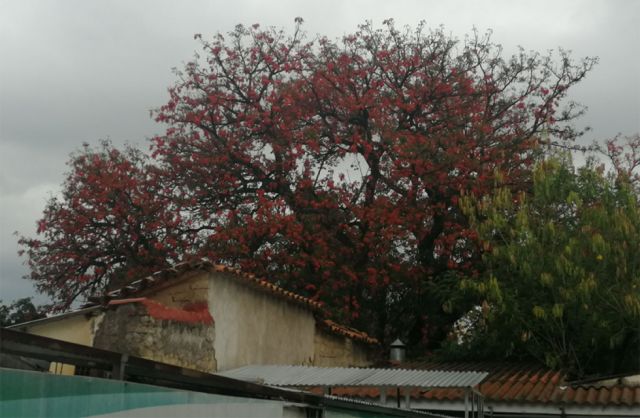 El colorido ceibo en Tarija