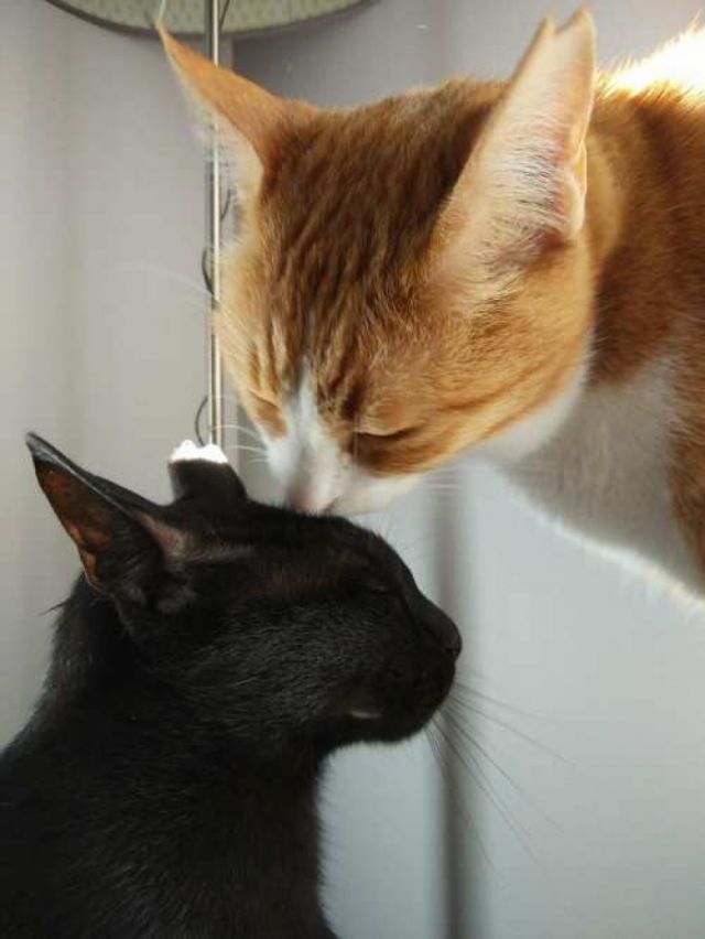 Mejoras en la inmunoterapia para tratar la alergia a los gatos