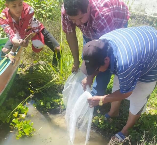 Gobernación inicia con la siembra de alevines en las principales represas de Tarija