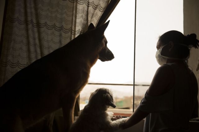 Los animales y su gran ayuda  con el estrés pandémico  