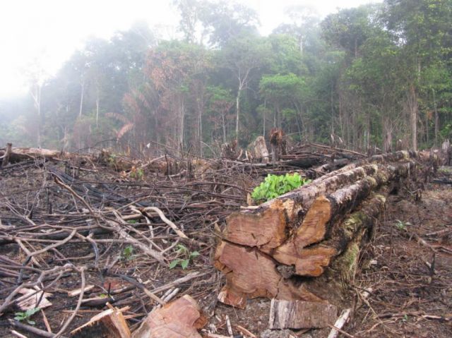 La deforestación en la Amazonía de Brasil marca nuevo récord