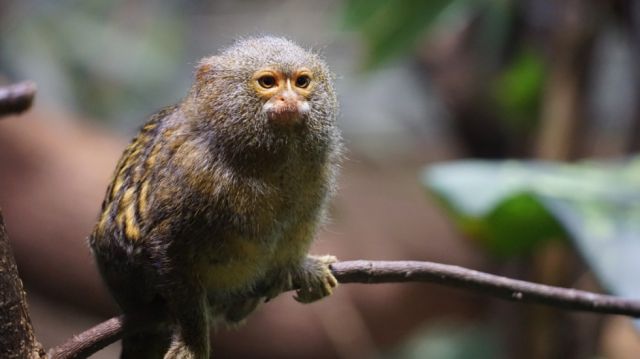 Tesoros verdes: Biodiversidad puede  impulsar recuperación pospandemia