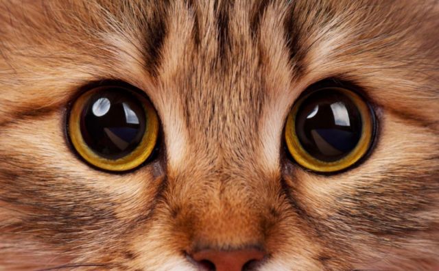 Un gato dejó sin luz a gran parte de la ciudad de Salta en Argentina