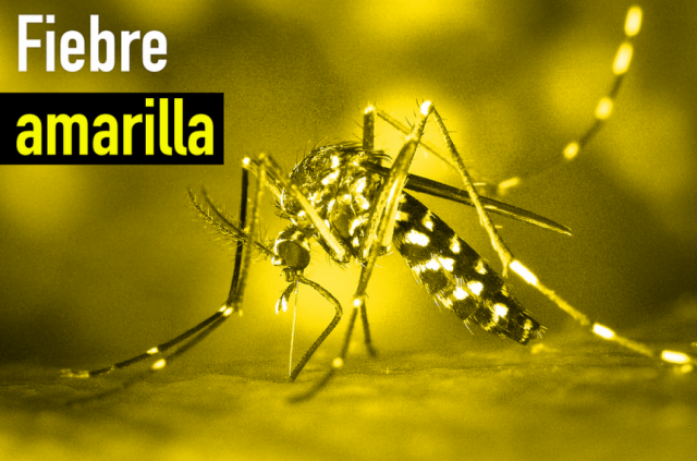 La OMS informa de un brote de fiebre amarilla en Venezuela y recomienda la vacunación