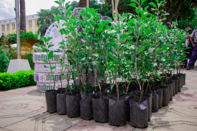 La Alcaldía de Tarija entrega plantines frutales 