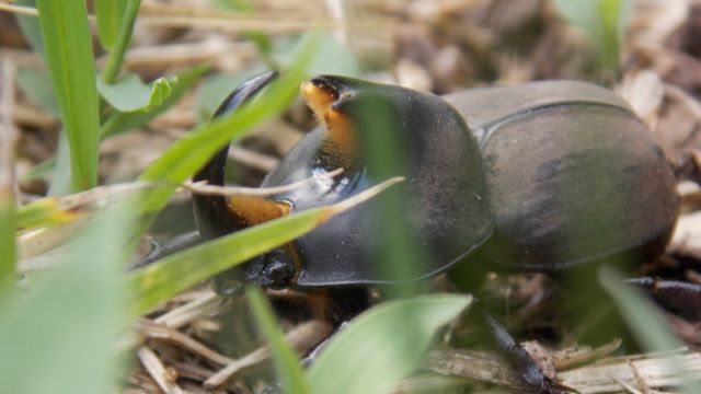 Millones de escarabajos "invaden" una ciudad argentina y la dejan a oscuras (FOTOS, VIDEO)