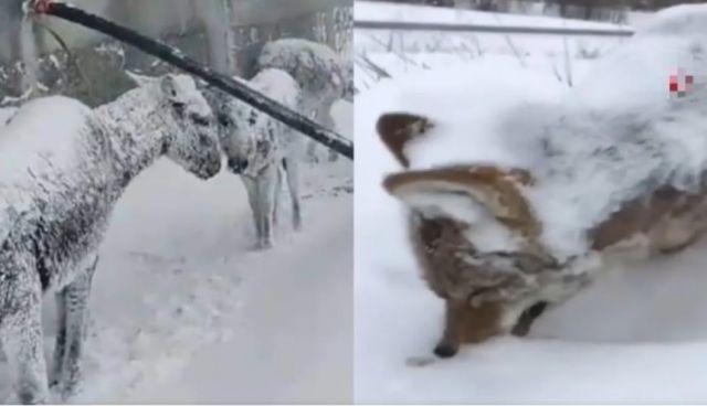 Animalitos se congelan de pie tras nevada en Turquía