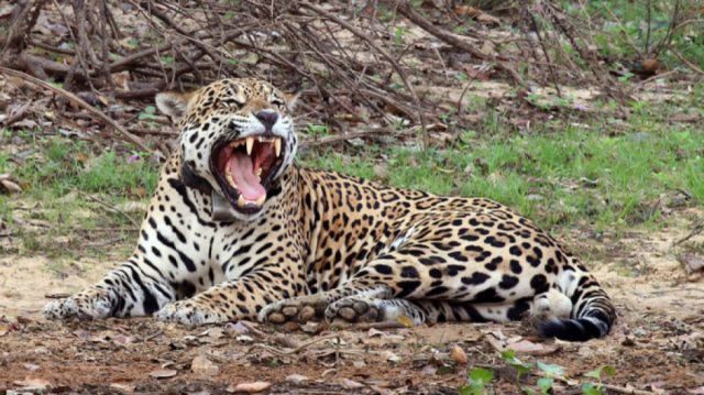 El aliento del Tigre