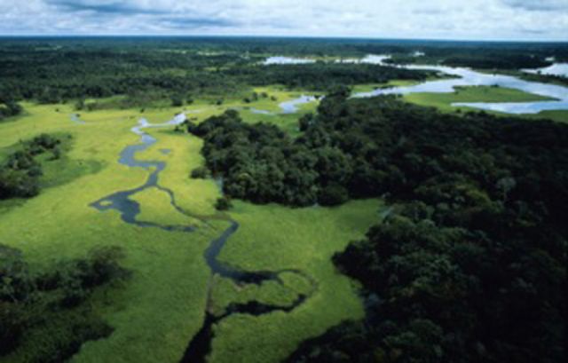 Expertos apuntan tres vías de acción para superar la crisis de los bosques