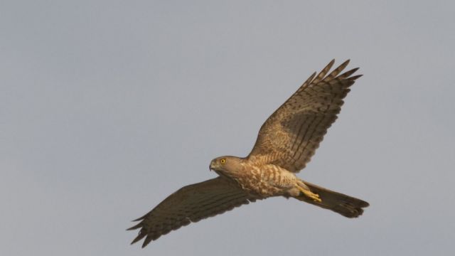 En la India caen aves del cielo en medio de la peor ola de calor de los últimos años