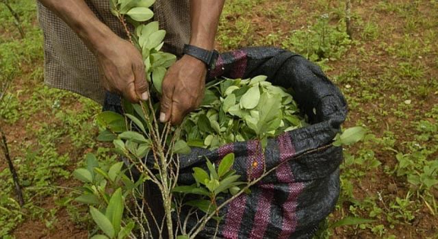 Loza ve "imposible" revertir tierras en el Chapare y dice que no hay coca excedentaria