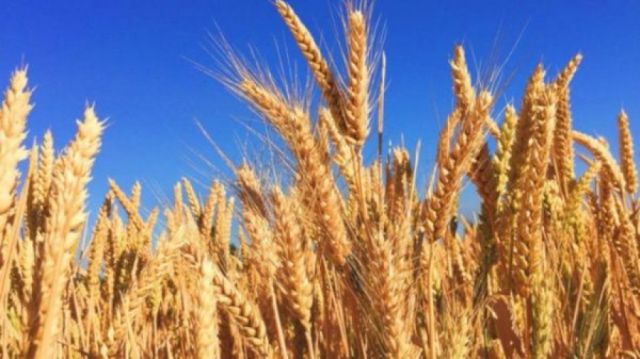 La ONU alerta sobre crisis en las reservas de trigo 