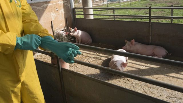 Precintan una finca en España tras detectarse el primer caso autóctono de cólera desde 1979
