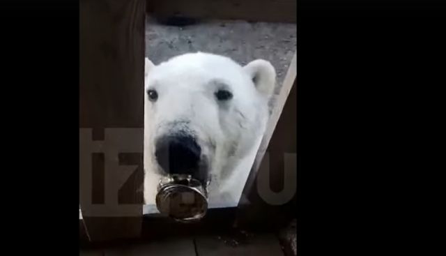 Un oso polar con una lata atorada en su boca busca ayuda en un pueblo del Ártico ruso (VIDEOS)