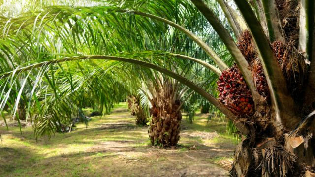 En qué consiste el plan de Bolivia para aprovechar la palma aceitera como biodiesel