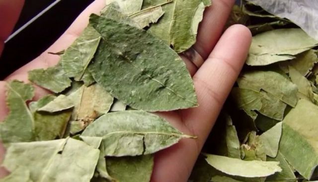 Confirman circulación de coca peruana en el país