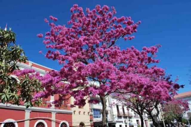 El cambio climático amenaza a los árboles urbanos en todo el mundo