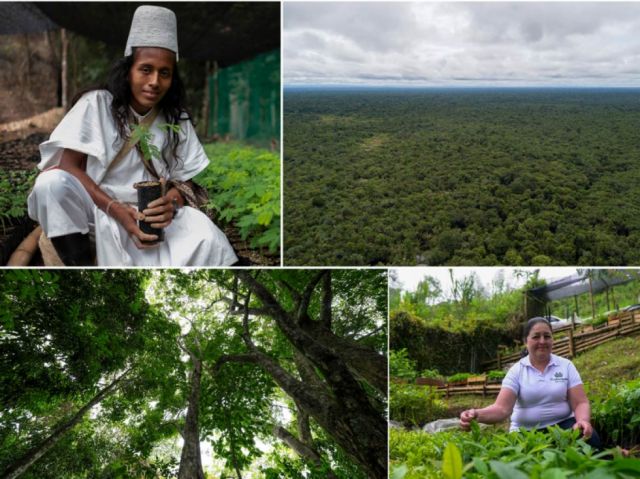 Colombia busca recuperar la cobertura forestal