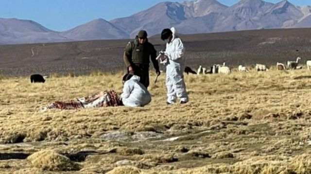 Un joven boliviano es hallado muerto en Colchane-Chile