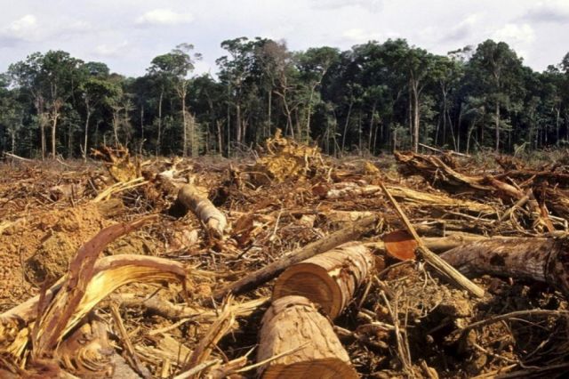Planeta Vivo 2022: La deforestación y el uso  de suelo, causas de pérdida de biodiversidad 