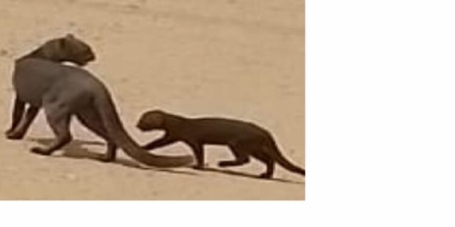 Investigan una nueva subespecie de Puma Yaguarundí que no vive solitario