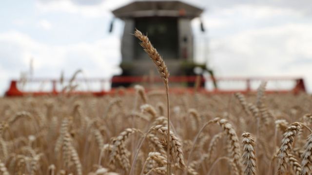 Rusia vuelve al pacto del cereal tras recibir "garantías" de Ucrania