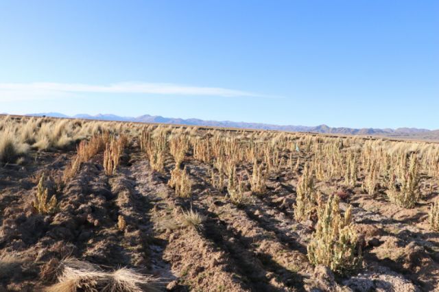 Sequias y heladas afectan a 38 municipios