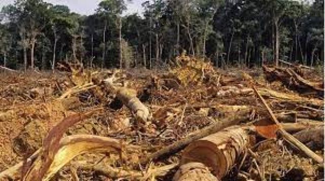 El mundial de la deforestación: los países de América Latina que encabezan el ranking