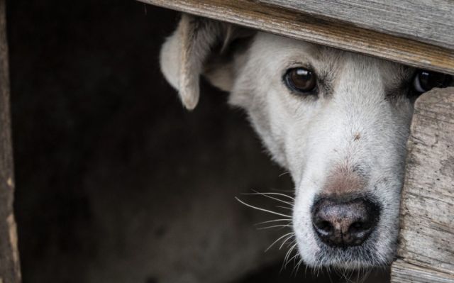 Yacuiba: Un hombre calcinó vivo a su perro en un horno