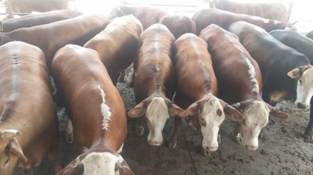 Investigan robo de 32 vacas del Matadero Municipal de Tarija 
