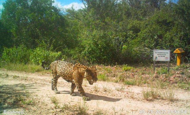 Gas TransBoliviano impulsa acciones para conservar al jaguar en el Parque Nacional Kaa Iya en el Gran Chaco
