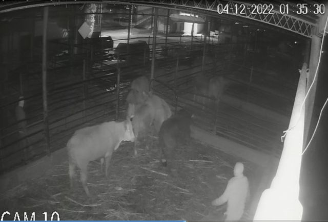 Cámaras del Matadero captan a dos sujetos robando las vacas