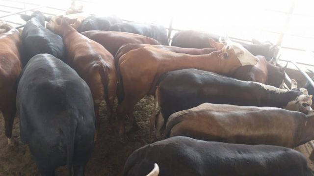Identifican al presunto autor del robo de vacas del Matadero de Tarija 