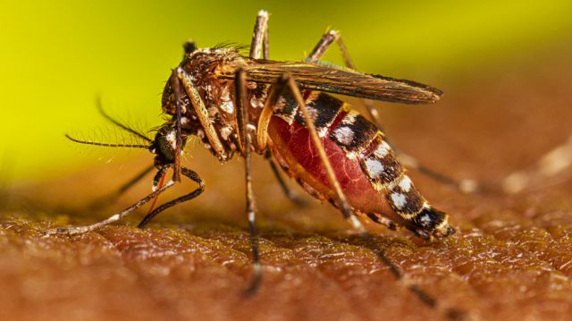 Enfermos por dengue aumentan en Paraguay