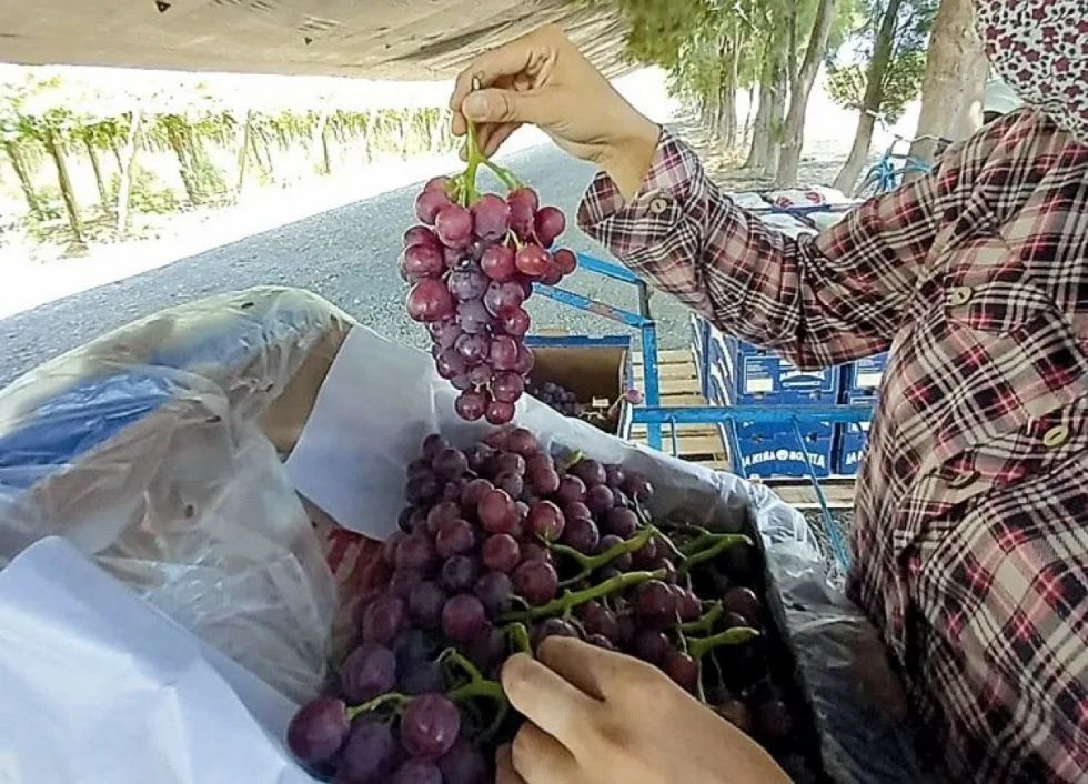 Estafan y roban producción de uva a dos ancianos en Tarija