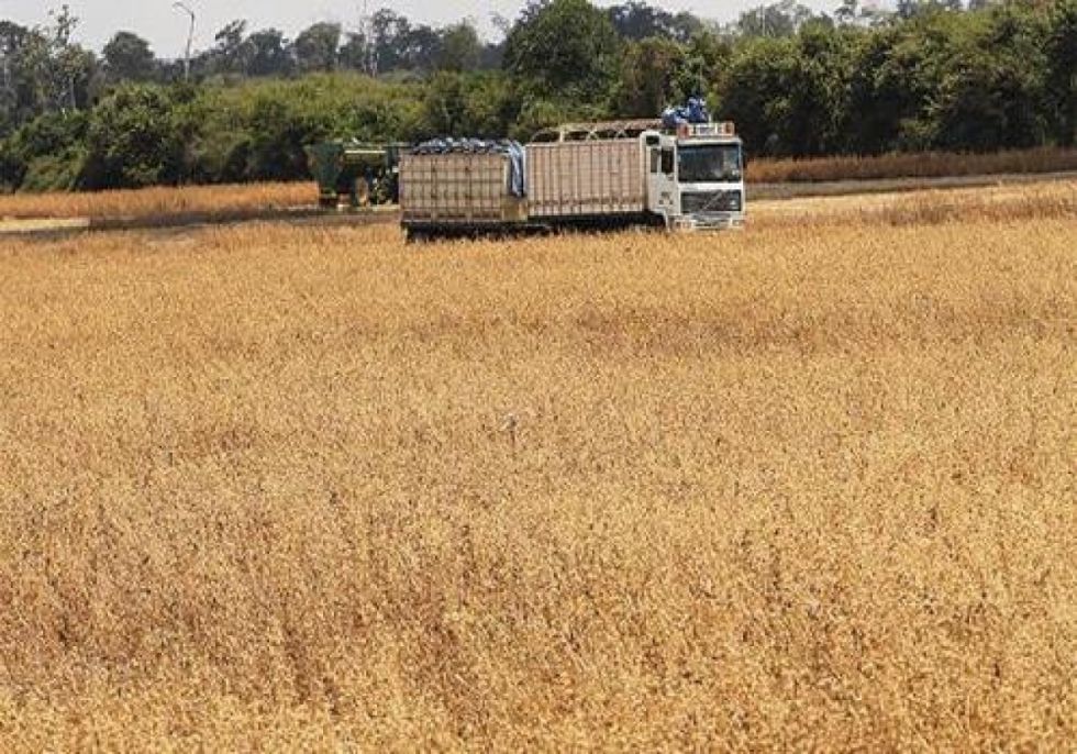 Gobierno fija los precios del maíz, trigo y arroz