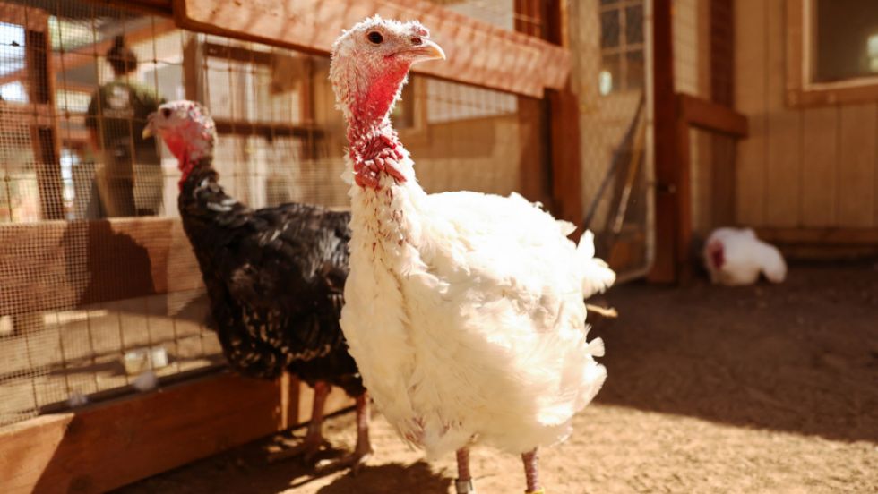 Pandemia de gripe aviar: OMS llama a estar preparados 