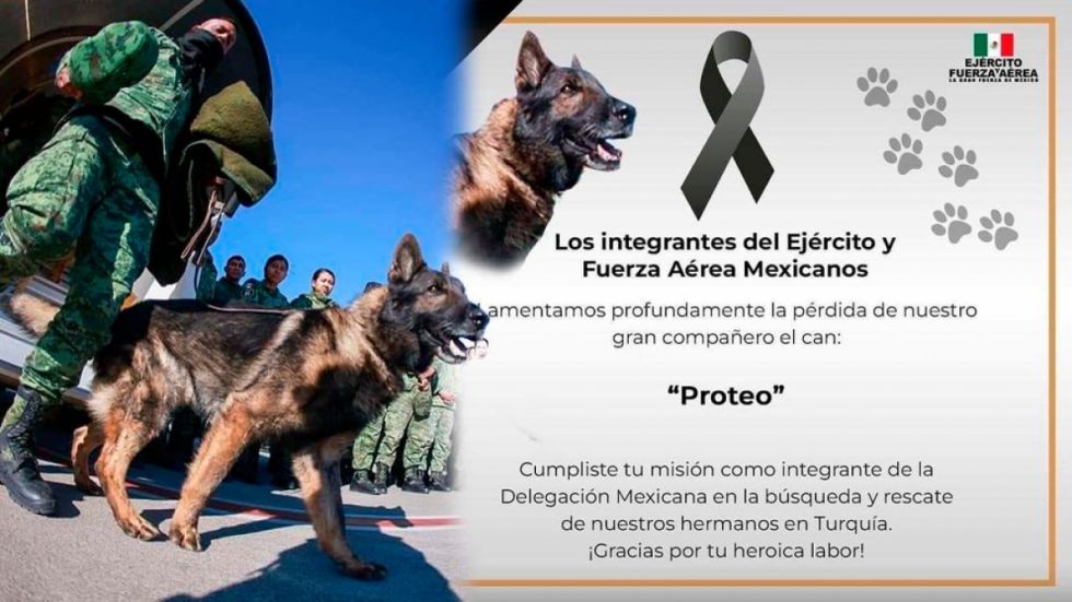México llora a Proteo, el perro rescatista que murió salvando vidas en Turquía