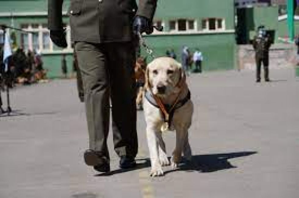 Narcoencomienda: Un perro detectó droga en un parlante