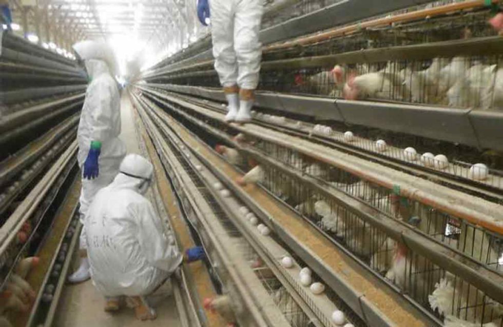 OMS advirtió sobre el alza de gripe aviar