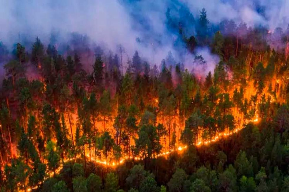 Incendios en Chile provocan la muerte de 17 mil animales