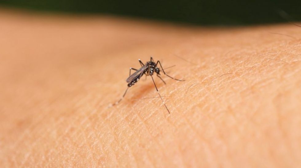 Chikungunya causa 12 mil enfermos en Paraguay