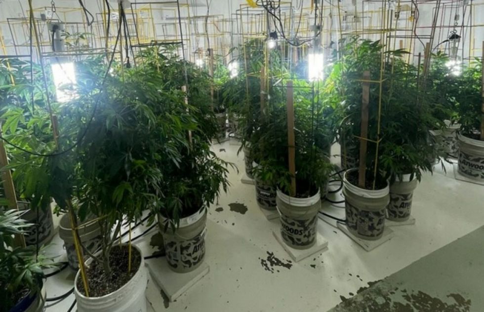 Tres bolivianos son detenidos en EEUU por participar en operación ilegal de marihuana