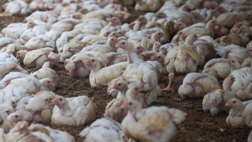 Argentina suspende exportaciones avícolas