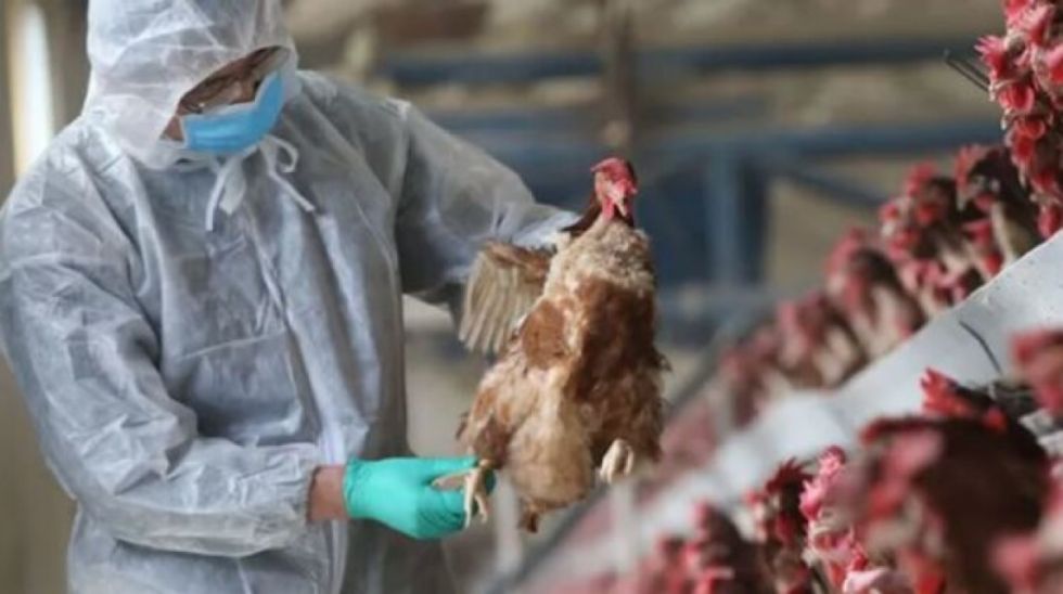 Senasag sacrifica aves con gripe aviar en Potosí
