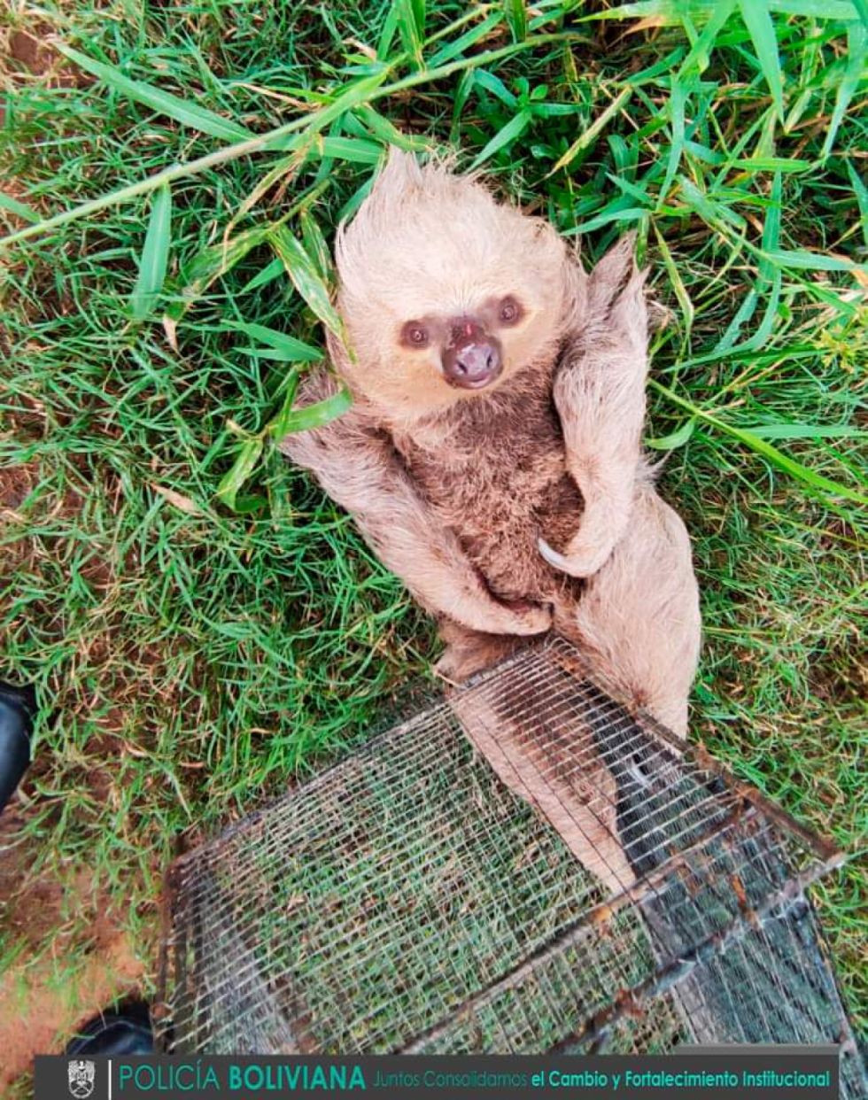 Vecino encontró un perezoso en su patio